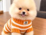 Pomeranian boo yavrular ev ortamında üretimi 