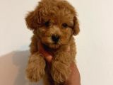 TOY POODLE SEVİMLİ YAVRULAR EV ÜRETİMİ 