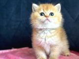 Britishshorthair Ny11 Golden Dişi Kedi