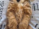 3 aylık erkek maltipoo 
