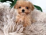MALTİPOO CİNSİ YAVRULAR EV ÜRETİMİ 