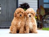 KAHVE TONLU MALTİPOO CİNSİ YAVRULAR 