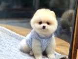 Pomeranian boo yavrular ev ortamında üretimi 