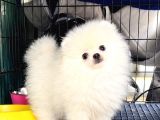 POMERANİAN BOO SEVİMLİ YAVRULAR 