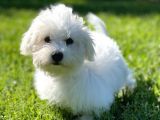 MALTESE TERRİER CİNSİ YAVRULAR 