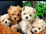 MALTİPOO CİNSİ YAVRULAR EV ÜRETİMİ 
