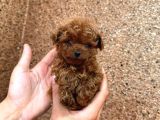 TOY POODLE SEVİMLİ YAVRULAR EV ÜRETİMİ 