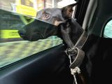 Yakışıklı Doberman